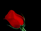 Red Rose for Beloved Baby Sister, et al