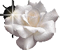 White Rose Button