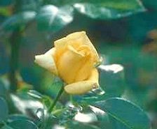 Roses for Patti